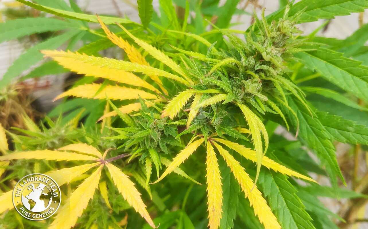 Oaxaca Gold flowering cannabis, as labeled by the cited photo source