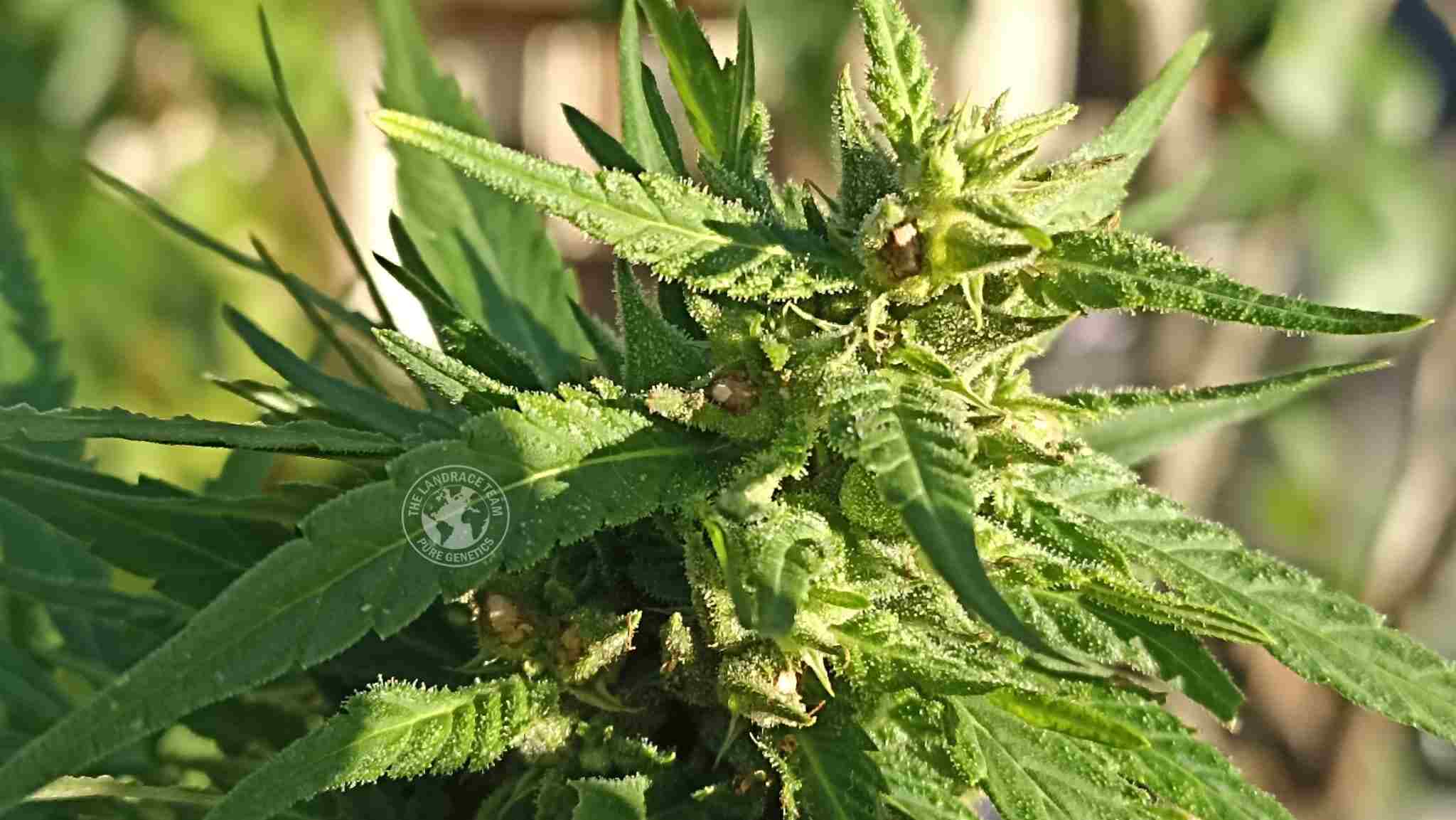 Tajikistan Shirin Gol