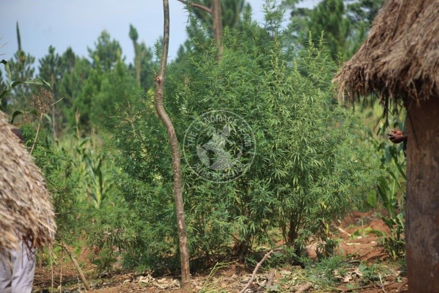 Uganda Mamba archive 0