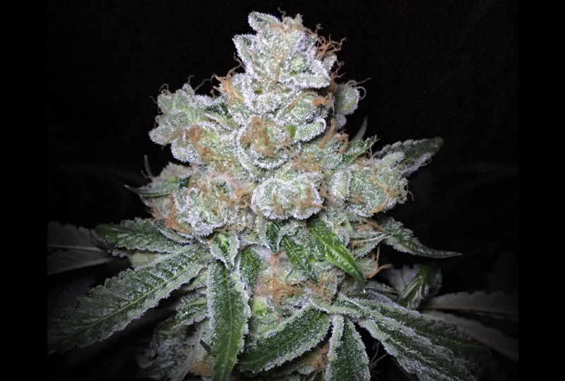 24k on Fire archive 0