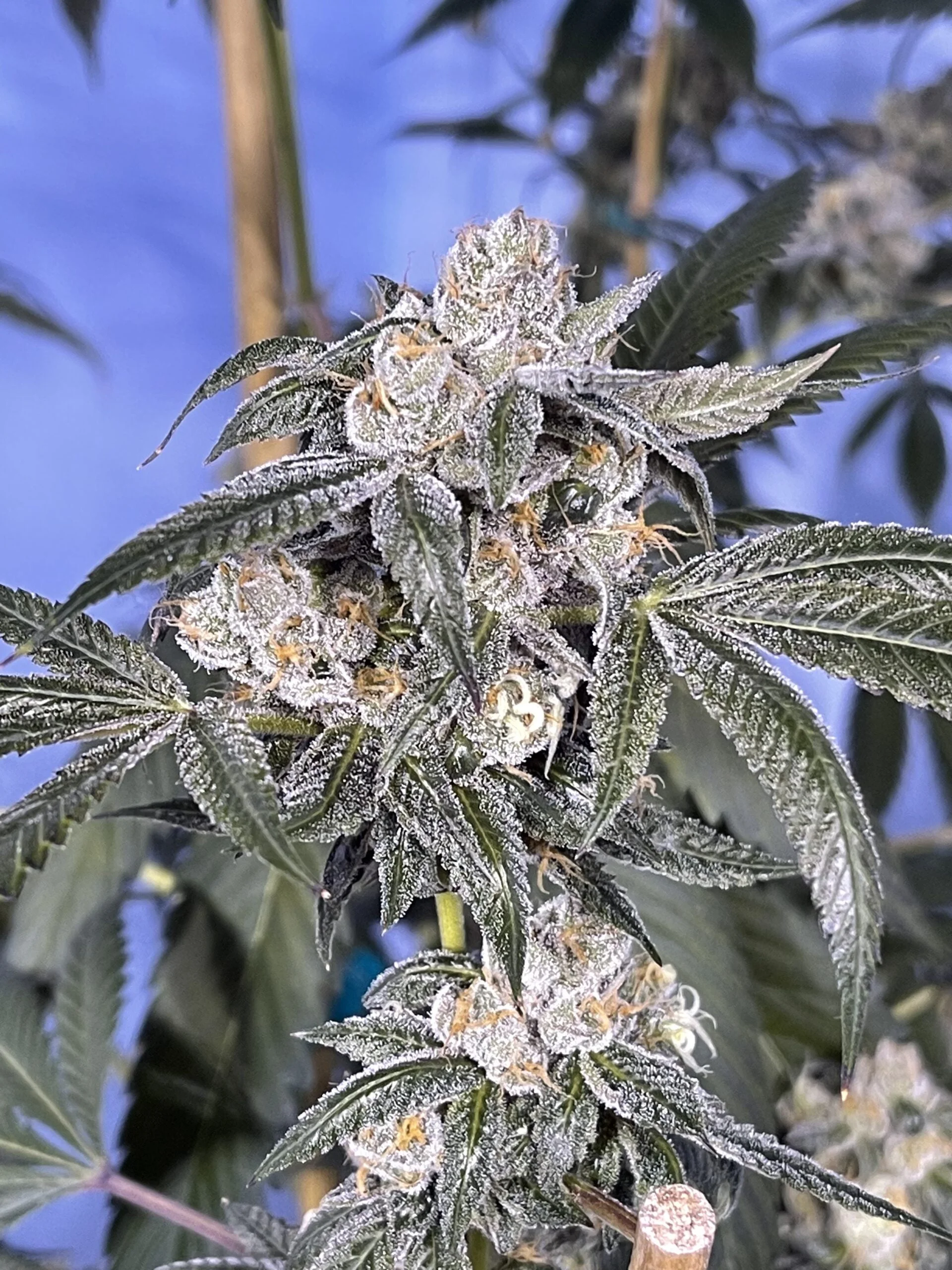 Fiddle Faddle F2 archive 0