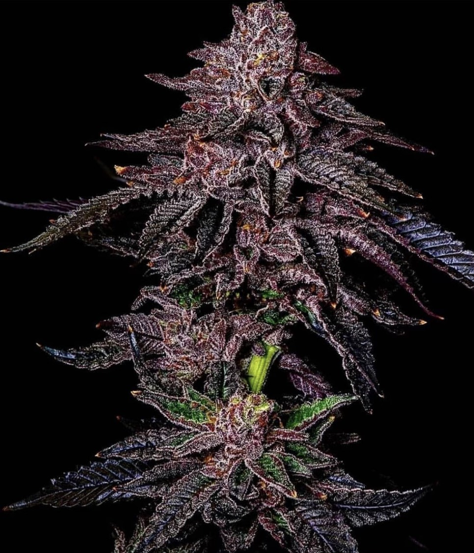 Lemon Iccee flowering cannabis, as labeled by the cited photo source