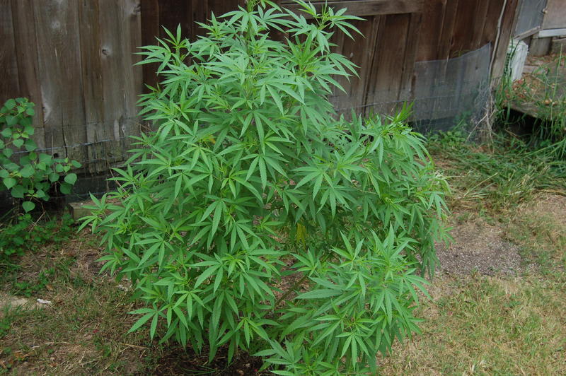 Under Dawg archive 0