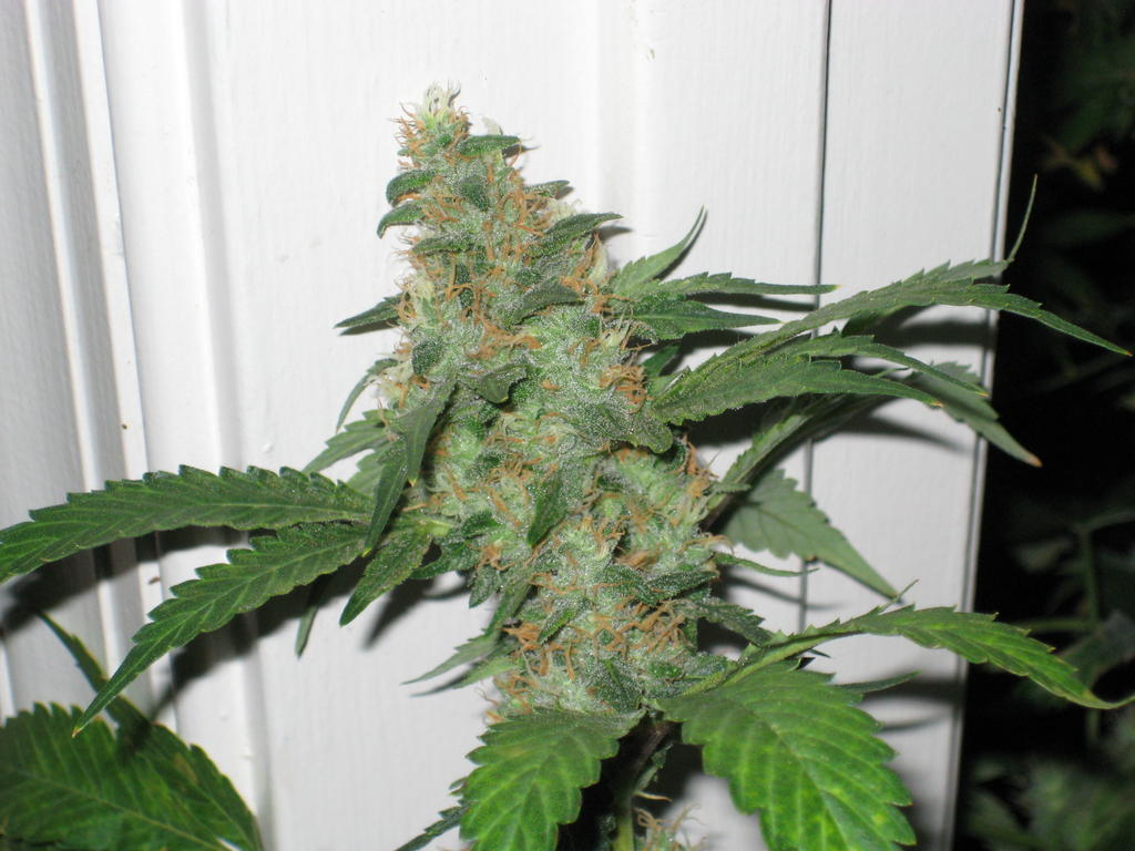 Under Dawg D archive 0