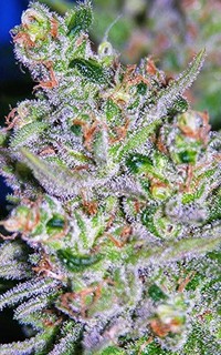 Sour Apple: strain page photo, credit seedfinder.eu, copyright status shown with credit copyright unverified