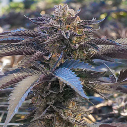 Chocolate Gelato flowering cannabis, as labeled by the cited photo source