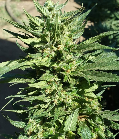 Ocean Blue archive 0