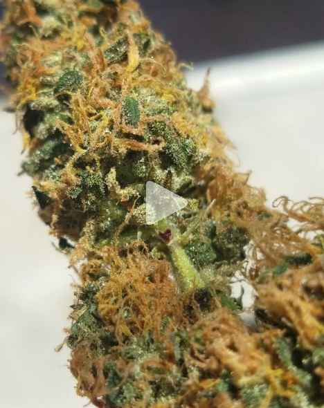 White Fruit of Atlantis