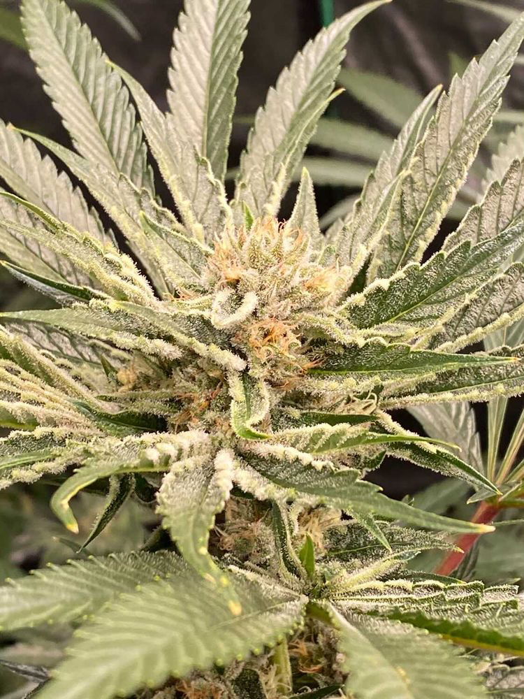 Zombie Breath archive 0