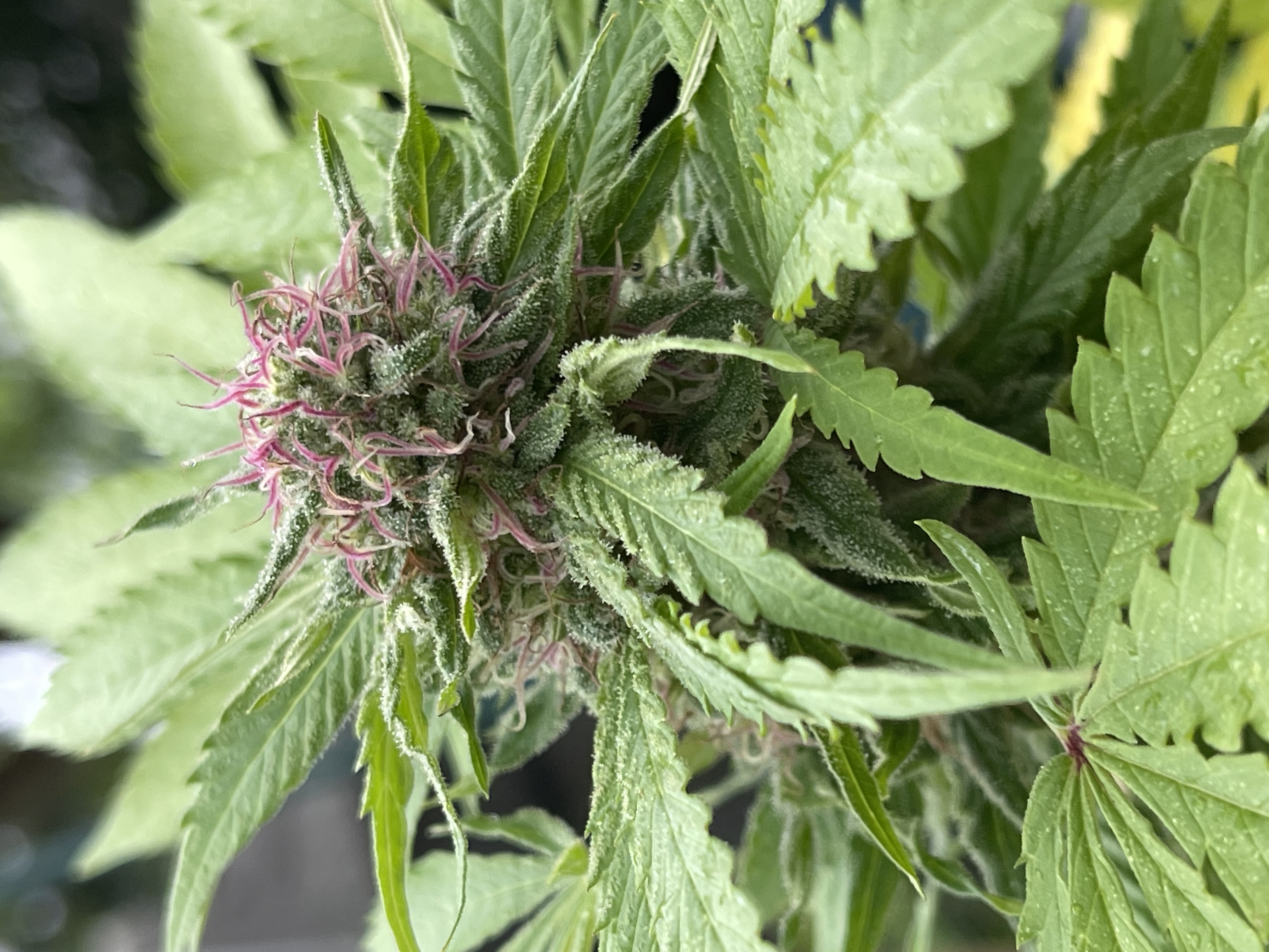 Space Papa (de Triptoe Seed Co) :: Info de Variedad :: SeedFinder.eu