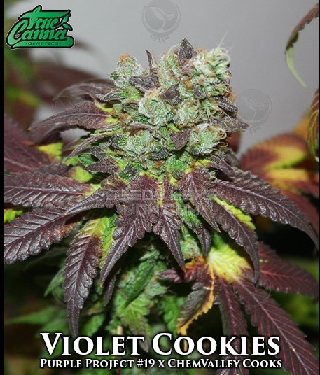 Violet Cookies