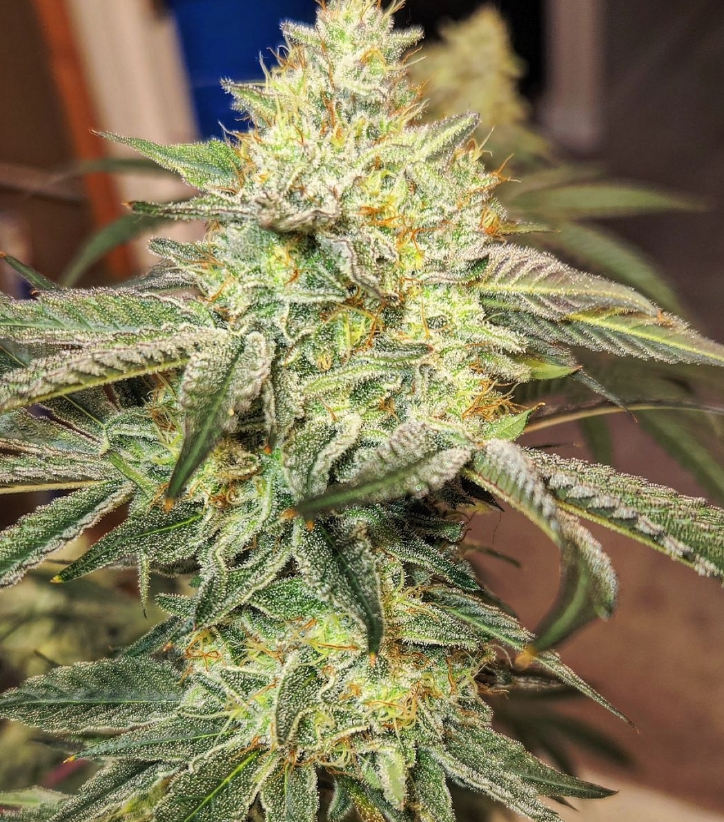 Dante and Dumbledore