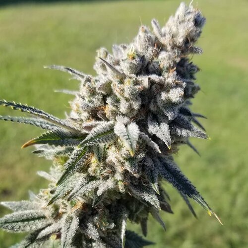 California Chrome archive 0