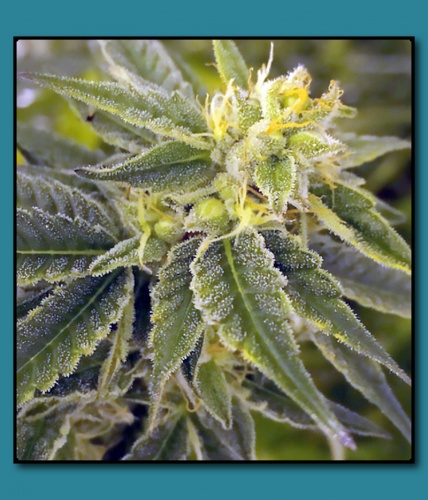 Alaskan Thunder Fuck