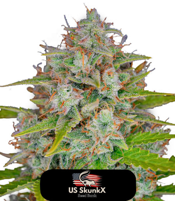 Skunk: strain page photo, credit seedfinder.eu, copyright status shown with credit copyright unverified