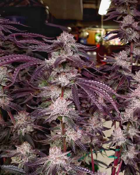 Gyoza flowering cannabis, as labeled by the cited photo source