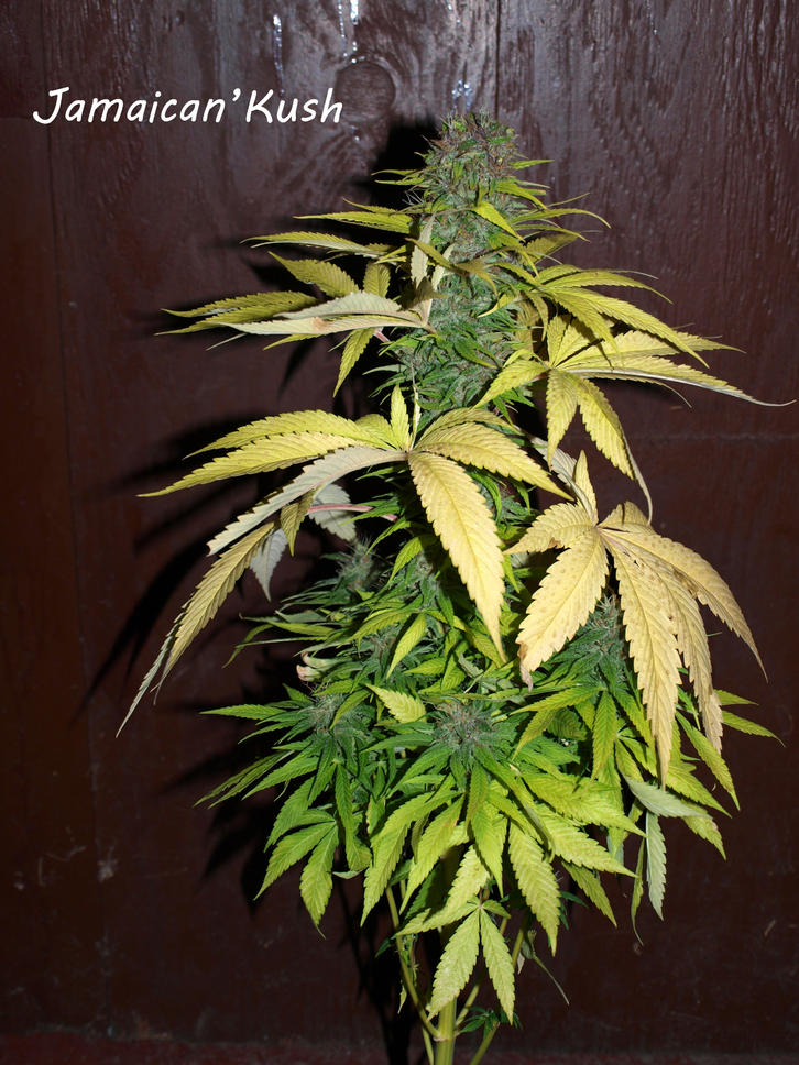 Jamaican Kush archive 0
