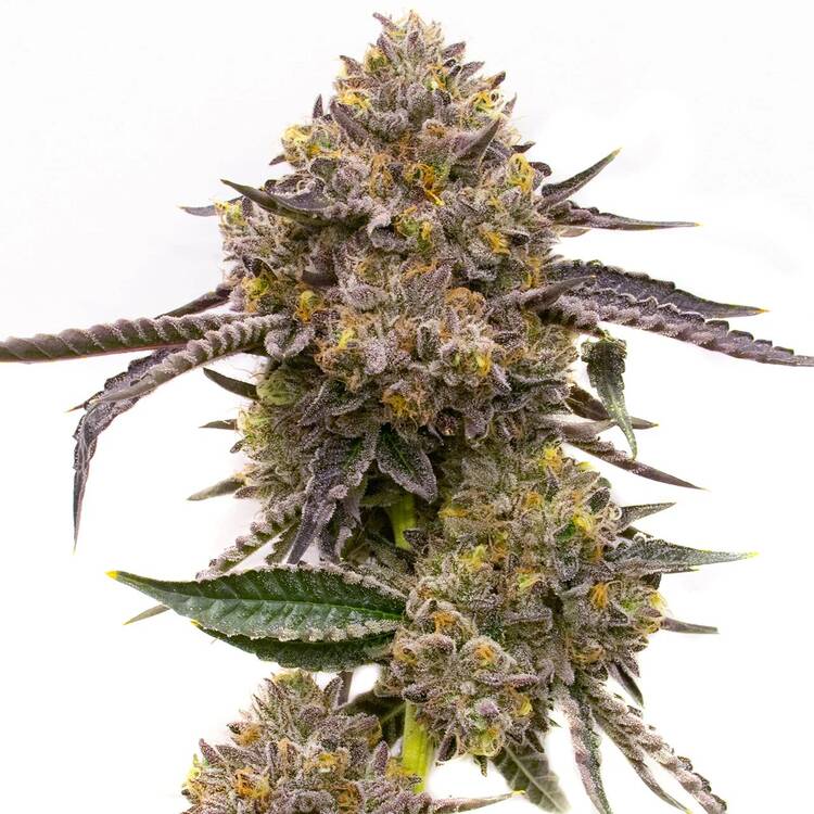 Purple Haze: strain page photo, credit seedfinder.eu, copyright status shown with credit copyright unverified