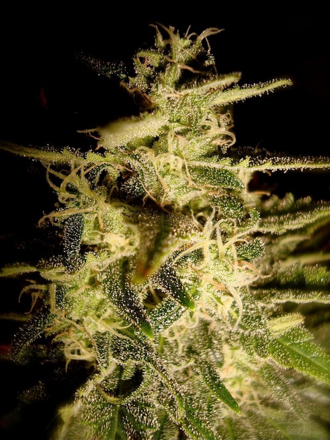 Cheese: strain page photo, credit seedfinder.eu, copyright status shown with credit copyright unverified