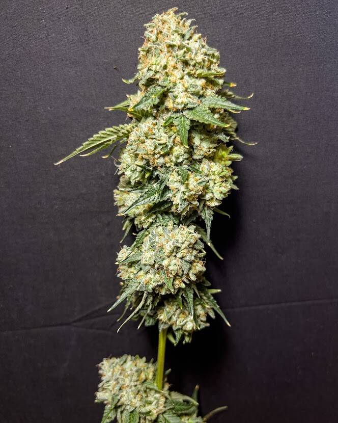 Immortal Zkittlez archive 0