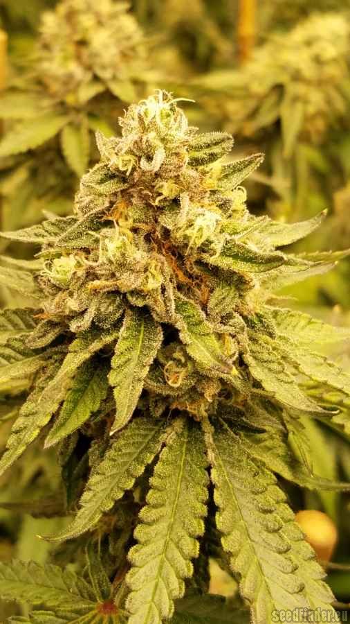 Apple Fritter (Unknown or Legendary) :: Cannabis Strain Info ::  SeedFinder.eu