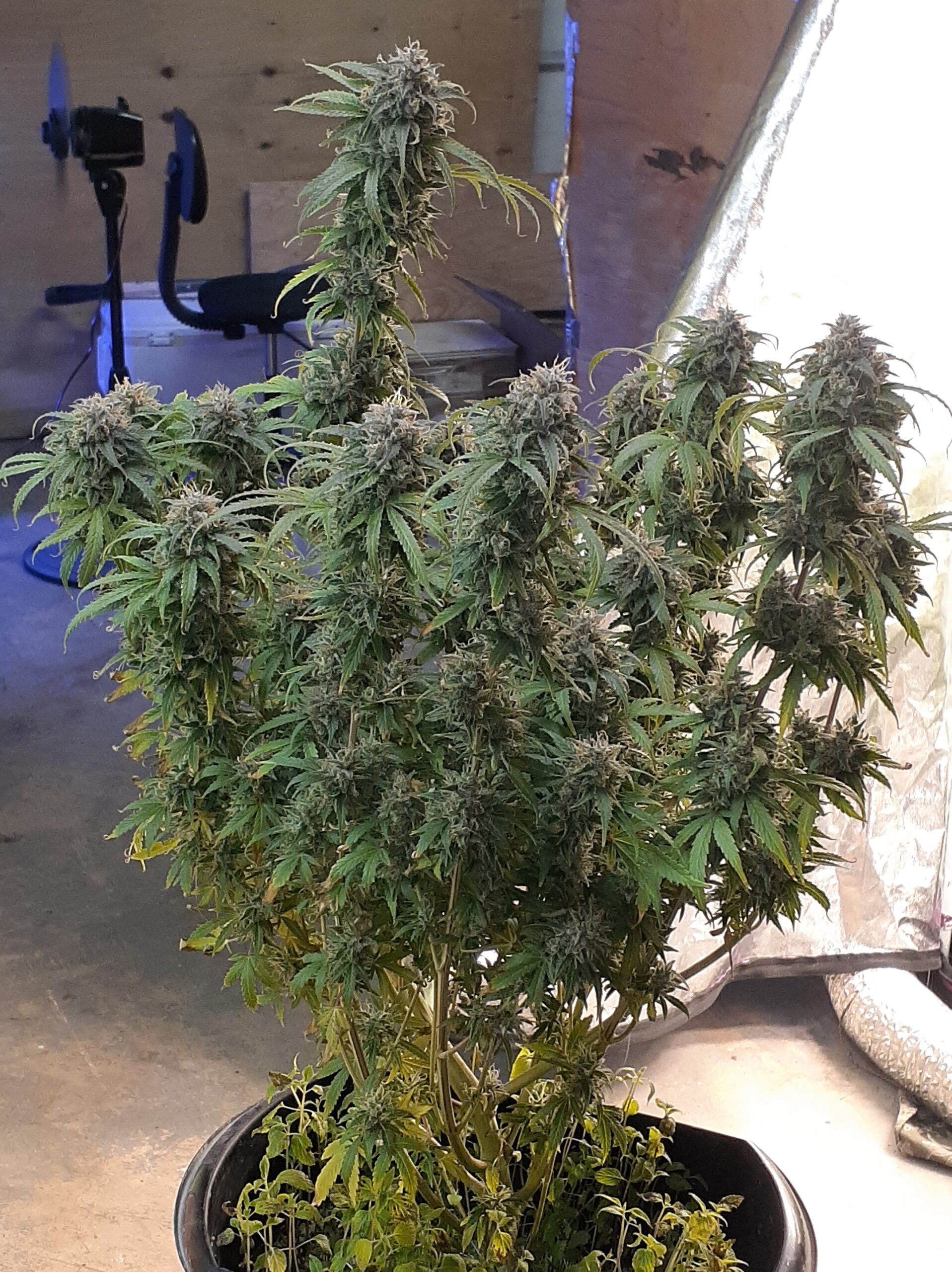 Auto Pineapple Zombie