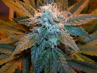 King: strain page photo, credit seedfinder.eu, copyright status shown with credit copyright unverified