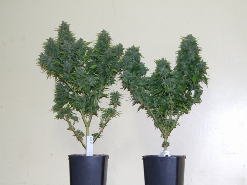 Recovery Dame Blanche