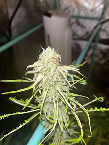 Sawtooth Skunk