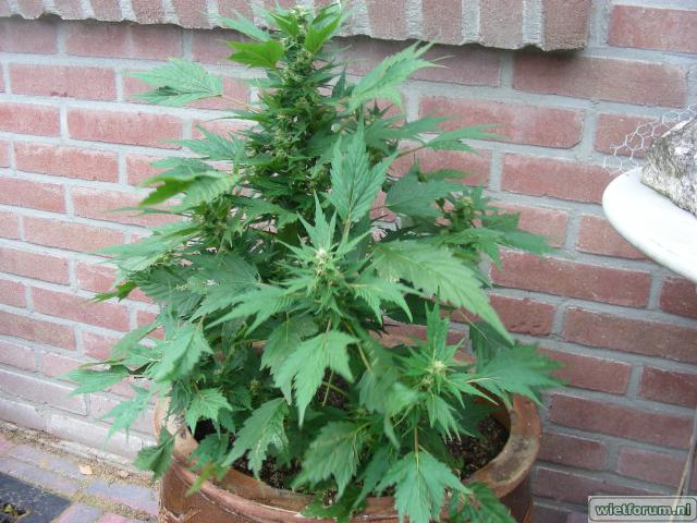 Wally Duck's Ducksfoot