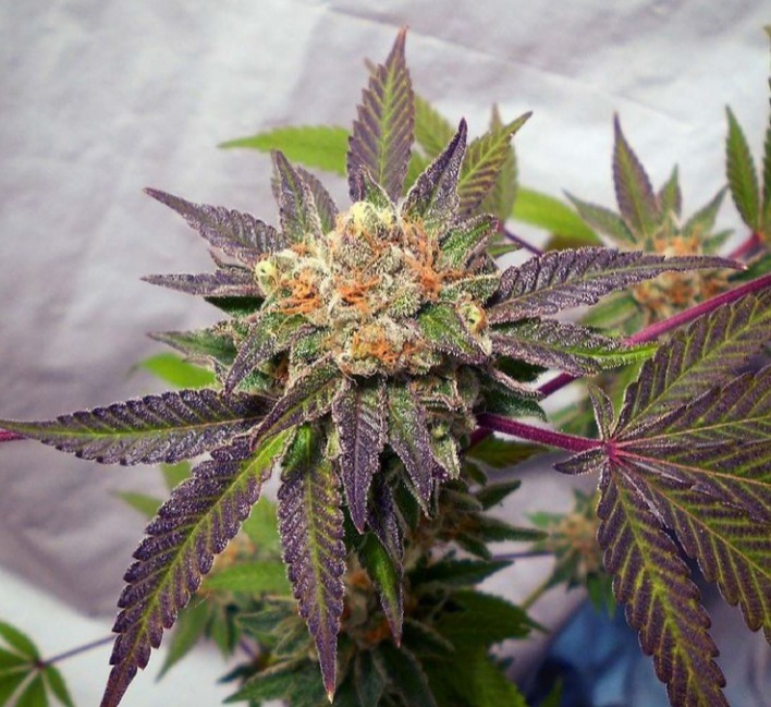 Red Velvet Cookies F2