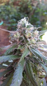 Sweet Skunk: strain page photo, credit seedfinder.eu, copyright status shown with credit copyright unverified