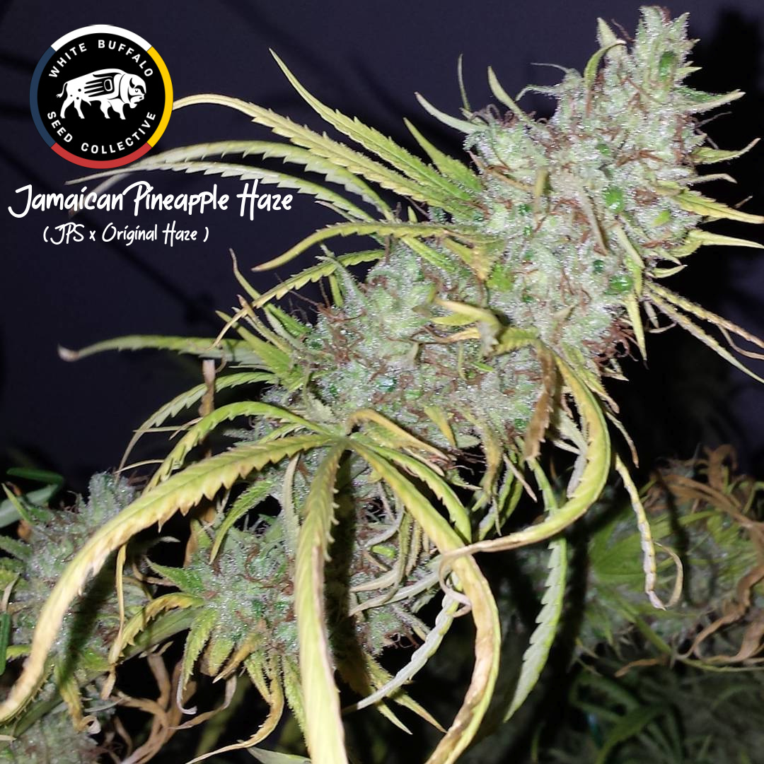 Jamaican Pineapple Haze