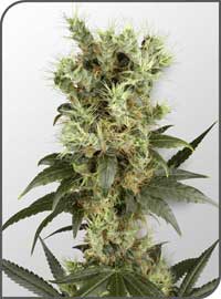Neville's Haze: strain page photo, credit seedfinder.eu, copyright status shown with credit copyright unverified