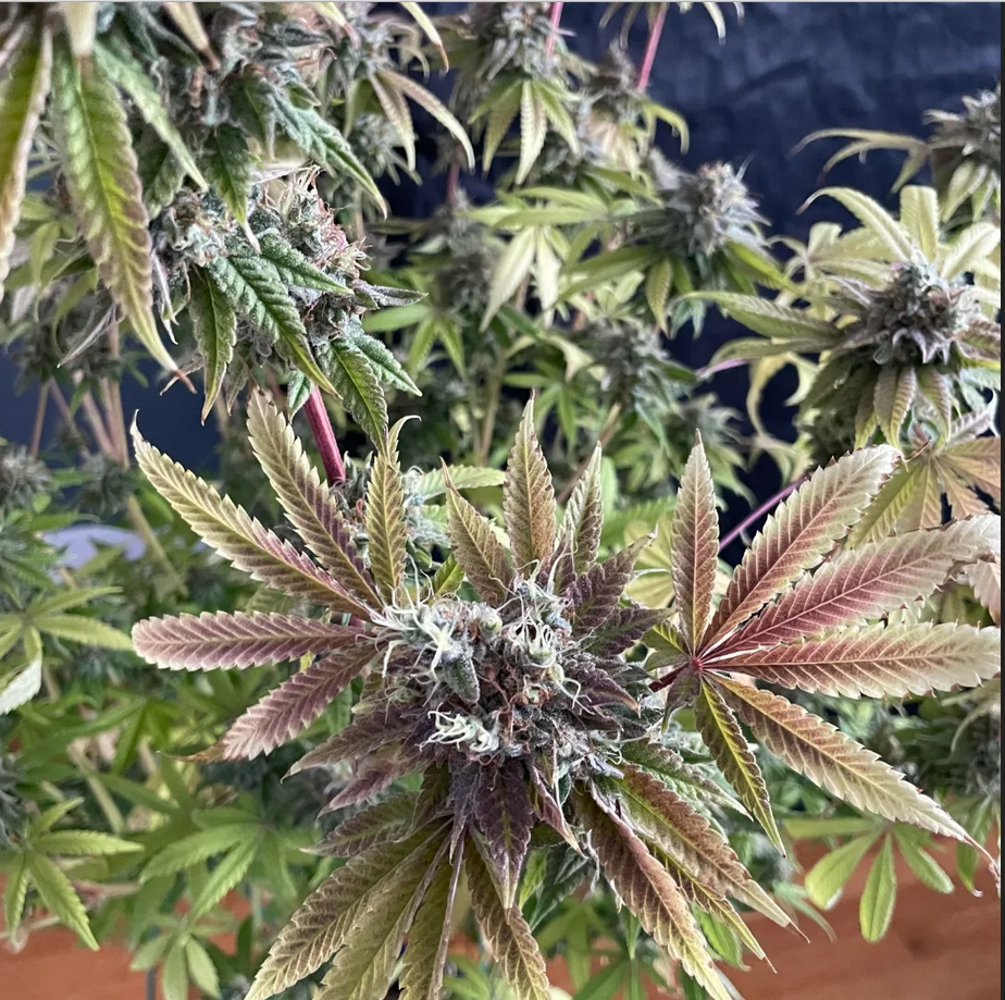 Moonblowena (White Lightning Seeds) :: Cannabis Strain Info