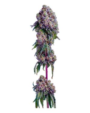 Shady Apples flowering cannabis, as labeled by the cited photo source
