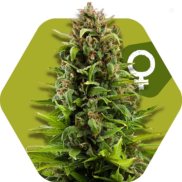 NYC Diesel: strain page photo, credit seedfinder.eu, copyright status shown with credit copyright unverified