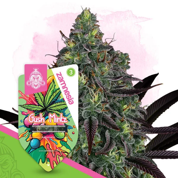 Gush Mintz Automatic (Zamnesia) :: Cannabis Strain Info