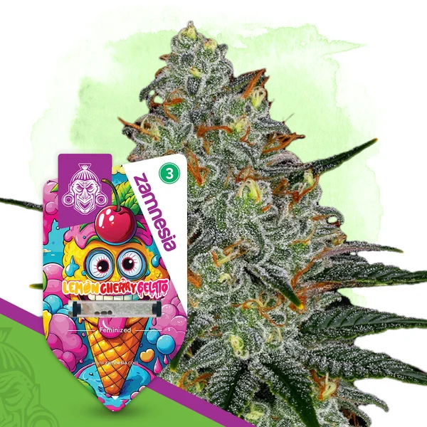 Lemon Cherry Gelato: strain page photo, credit seedfinder.eu, copyright status shown with credit copyright unverified