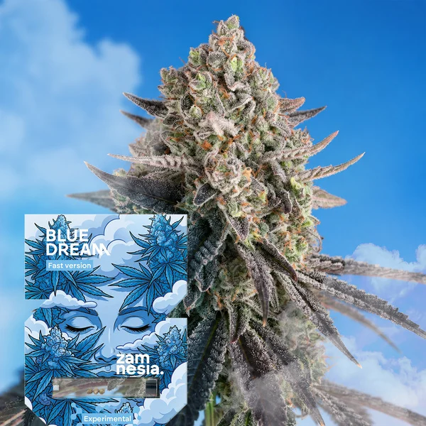 Blue Dream Fast Version (von Zamnesia) :: Cannabis Sorten Infos
