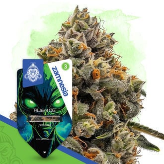 Alien OG (Zamnesia) :: Cannabis Strain Info :: SeedFinder.eu