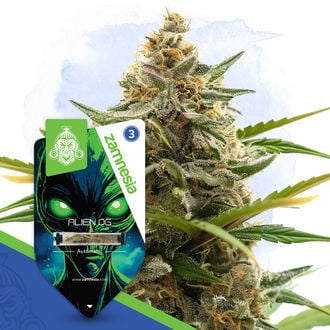 Alien OG Automatic (Zamnesia) :: Cannabis Strain Info :: SeedFinder.eu