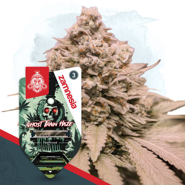 Ghost Train Haze (Zamnesia) :: Cannabis Strain Info :: SeedFinder.eu