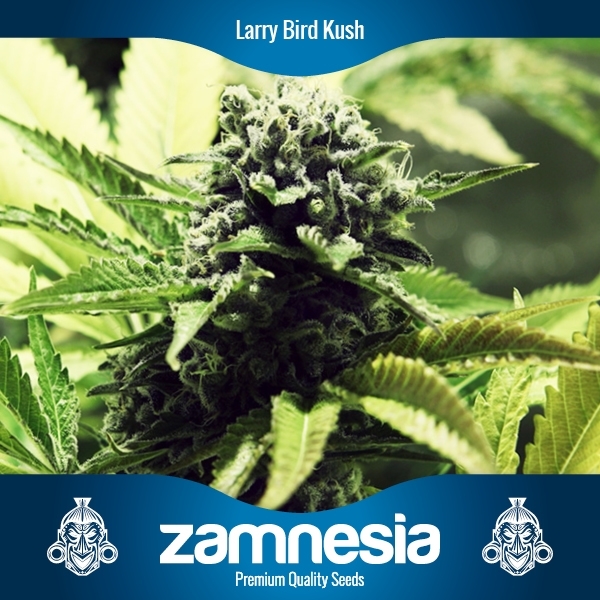 Larry Bird Kush