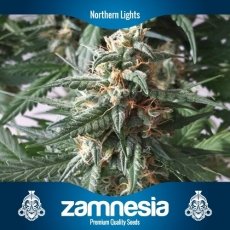 Northern Lights: strain page photo, credit seedfinder.eu, copyright status shown with credit copyright unverified