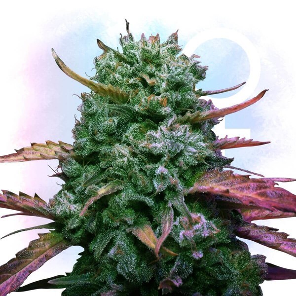 welcher dnger fr cannabis Cannabis-Dnger-Set 2 x 1 Liter  Purgrn