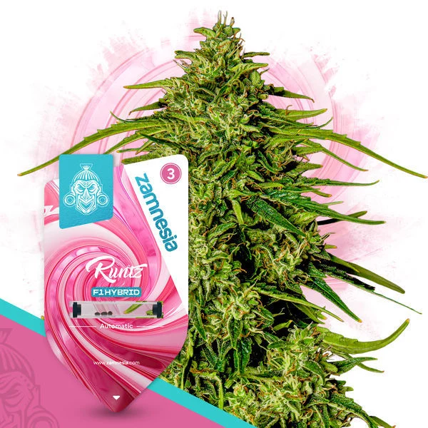 ガール　専用 Runtz F1 Automatic (Zamnesia) :: Cannabis Strain Info :: SeedFinder.eu