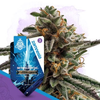 Skywalker Og: strain page photo, credit seedfinder.eu, copyright status shown with credit copyright unverified