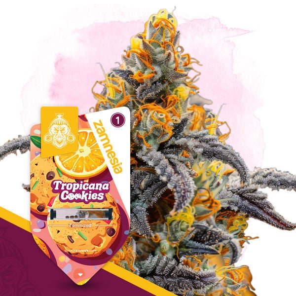 Tropicana Cookies: strain page photo, credit seedfinder.eu, copyright status shown with credit copyright unverified