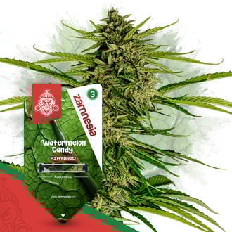 Watermelon Candy F1 Automatic